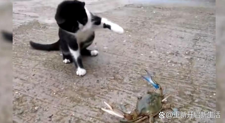 猫咪被螃蟹夹住爪子