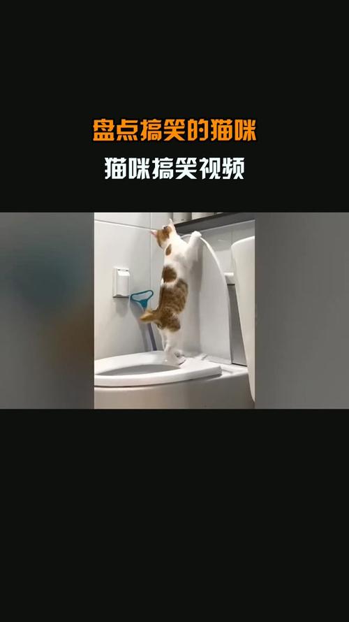小猫咪搞笑视频大全