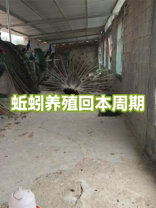 回本最快的养殖业