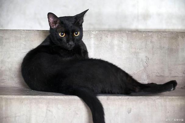 玄猫最忌讳的属相缩略图