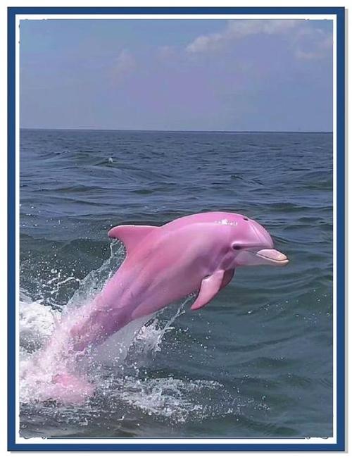 海豚故事