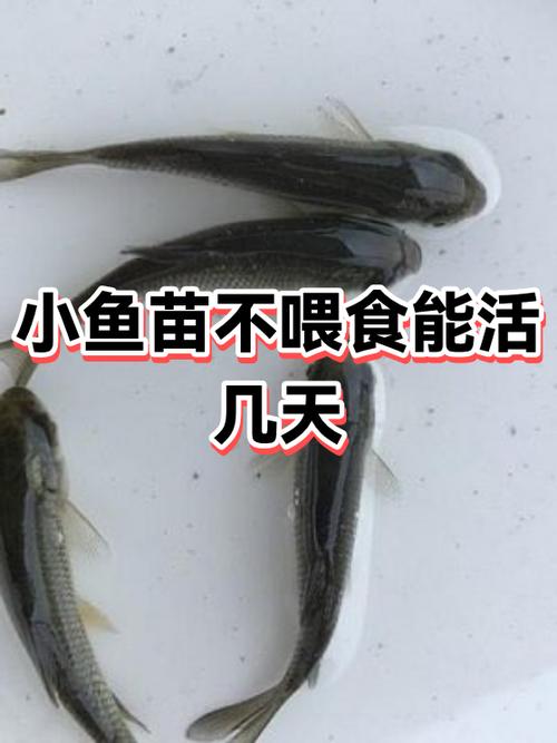 小鱼几天不喂会饿死