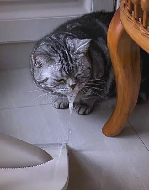 猫吐白沫怎么回事