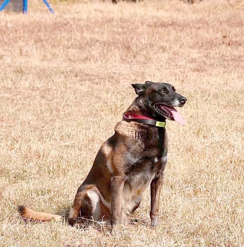 警犬赤龙最后死了没