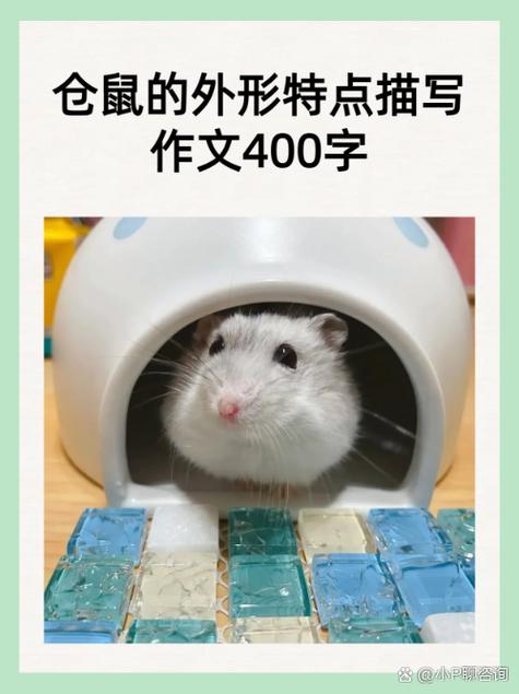 我和小仓鼠的故事400字图标