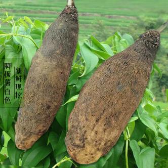 脚板薯学名叫什么?