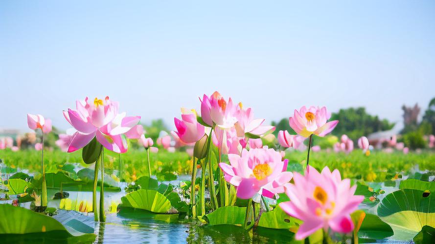 桌面便签
