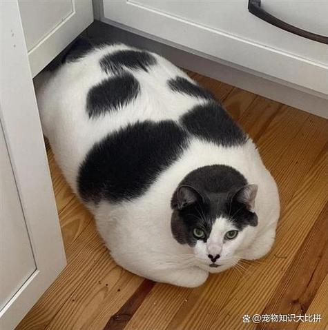 肥猫笔记