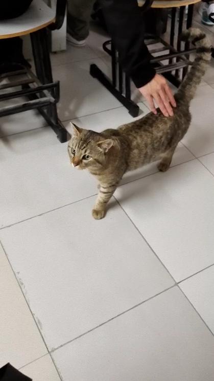 猫咪一直找东西蹭还叫