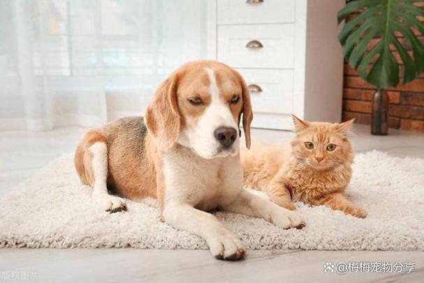 养猫叫铲屎官养狗呢