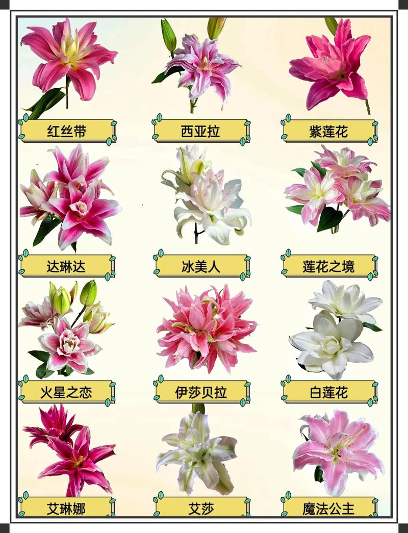 百合最好的三个品种