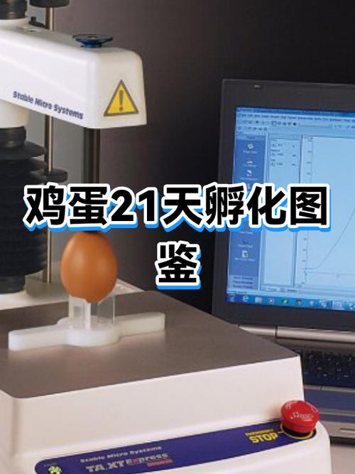 鸡蛋21天了没动静