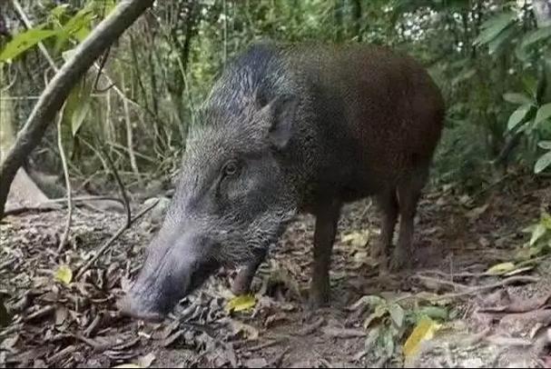 山猪验证码