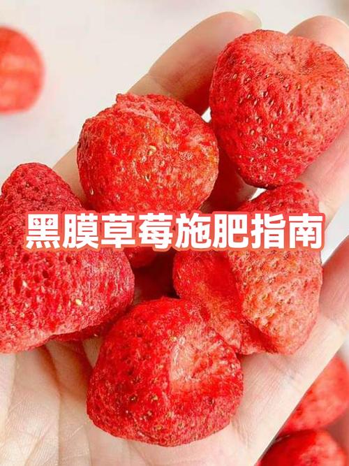 草莓最好的肥料第一名