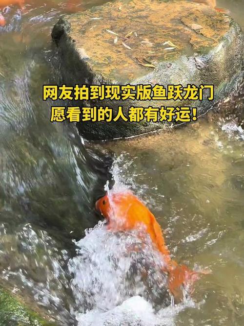 现实版鱼跃龙门