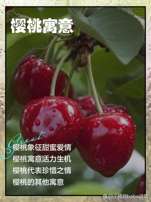 樱桃是什么寓意