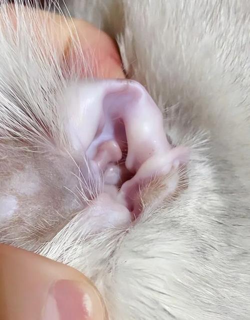 猫耳朵有个双层口
