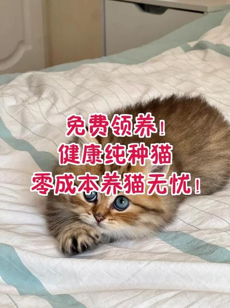 一起来养猫破解版金币和爱心
