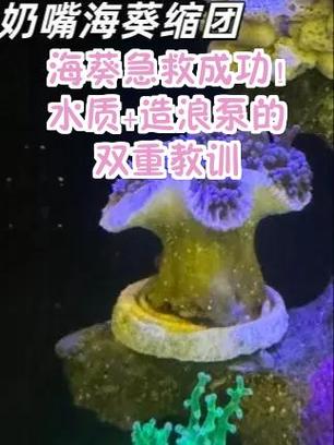 海葵缩了怎么抢救