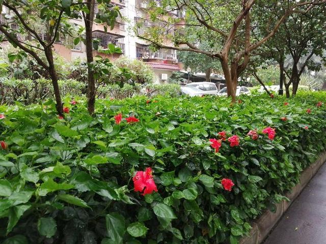 现在开花圃赚钱不