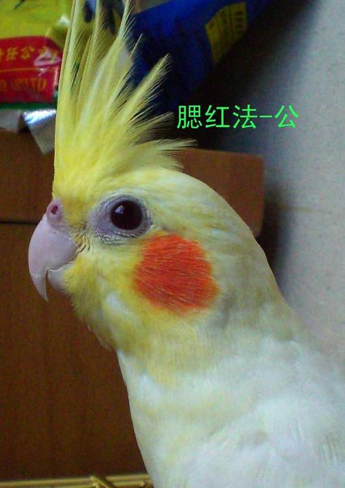 一对玄凤怎么繁殖