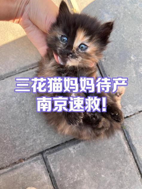 母猫要生产前提示主人