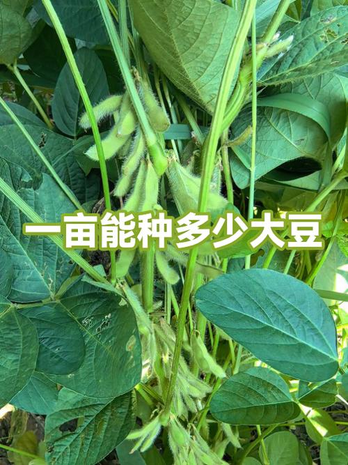种黄豆一年能赚多少