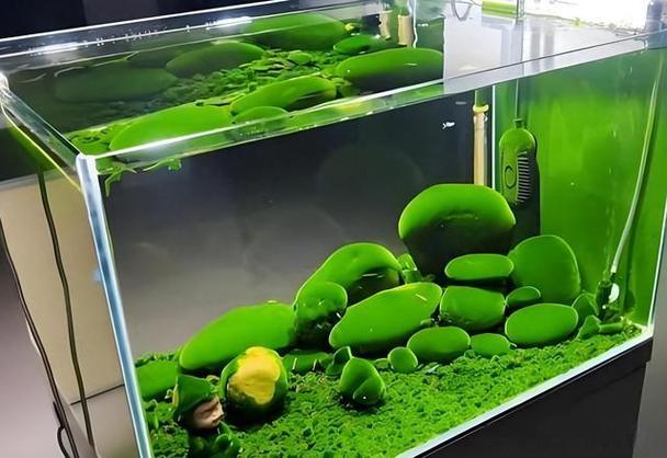 鱼缸容易长青苔是什么原因