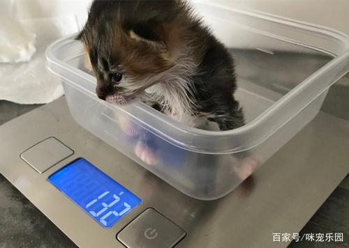 家用小型电子秤游戏截图