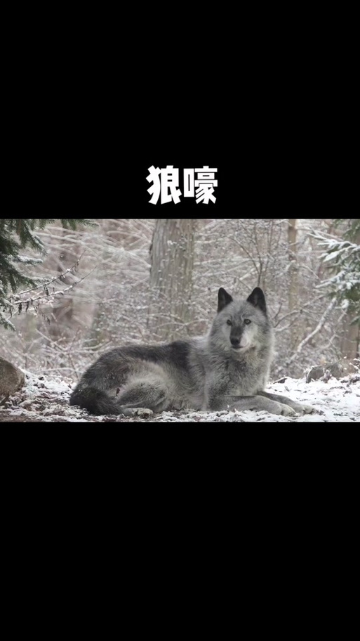 狼嚎铃声mp3