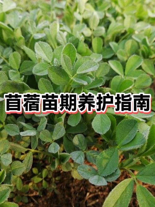草苜蓿的功效与作用