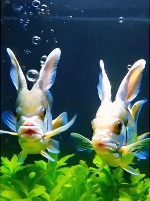 关于小鱼的视频