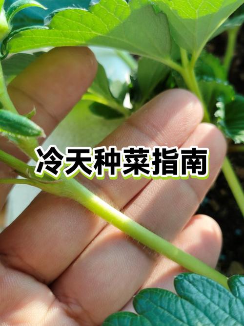 种菜感想
