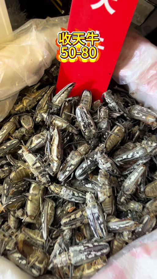 天牛红五3的图库总汇图标