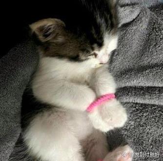 猫能绑着养吗截图