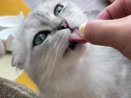 猫吃不吃糖