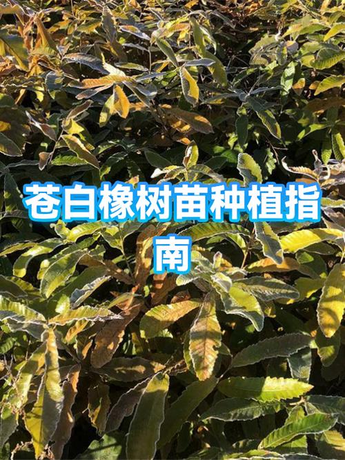 我的世界怎么把苍白项目苗给控成熟