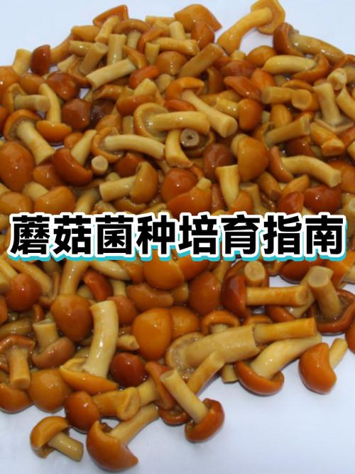 蘑菇菌种价格