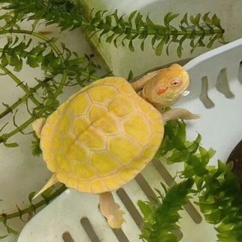 白化变异龟的价格