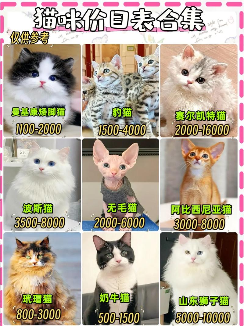 养猫去哪里买