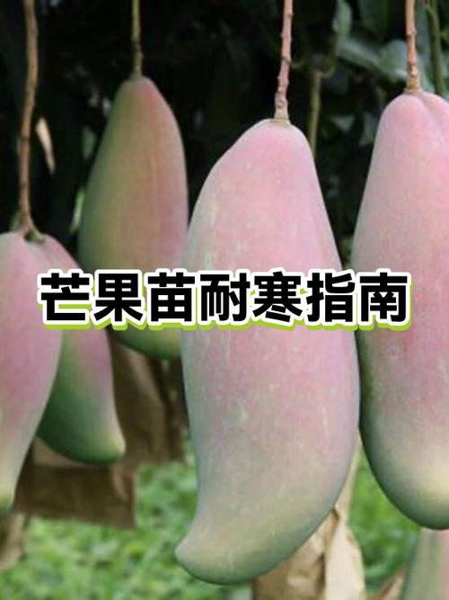 芒果为何尽量少吃