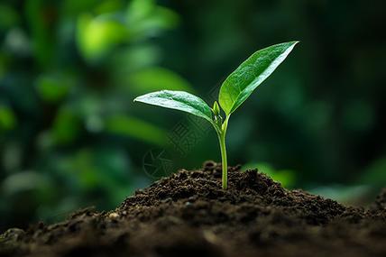 加速植物生长代码