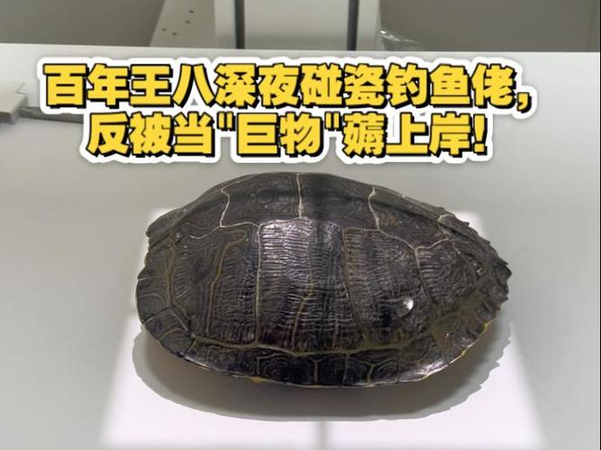 王八可以活1000年吗