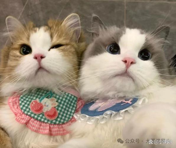 猫碰过的衣服要怎么洗