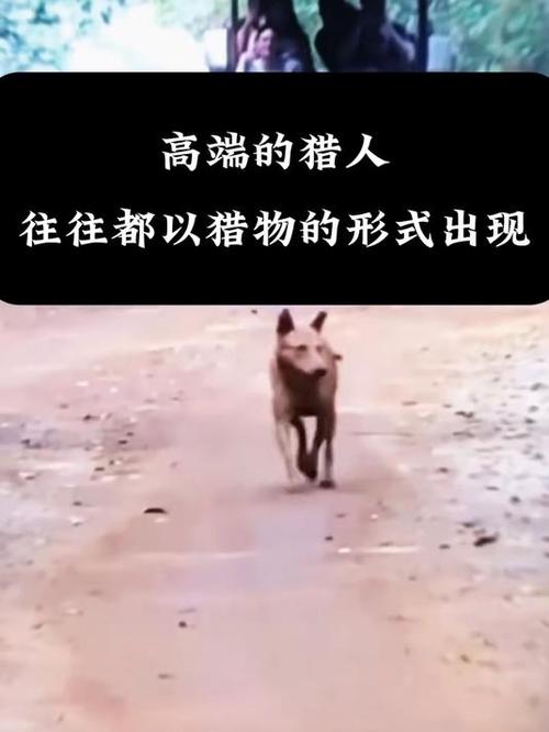 高端的猎人往往以猎物的方式