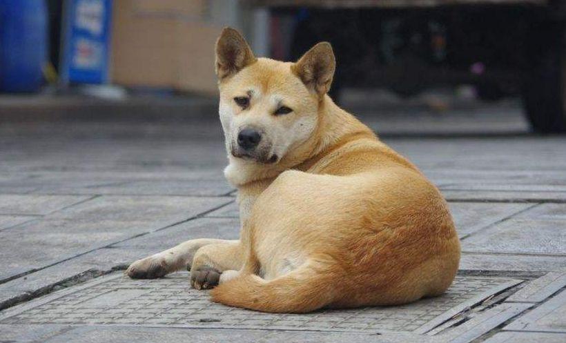 看家王app下载安装