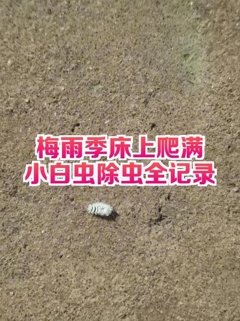 床生虫子了怎么办