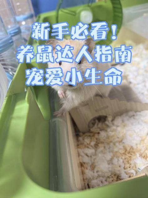 仓鼠喜欢人摸它哪里
