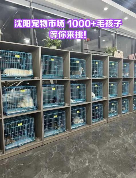 沈阳有几个宠物市场