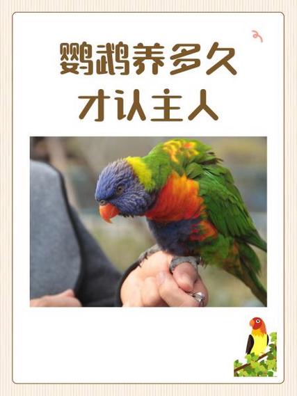 鹦鹉鱼多久认主人